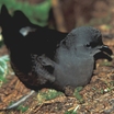 Leach's Storm-Petrel